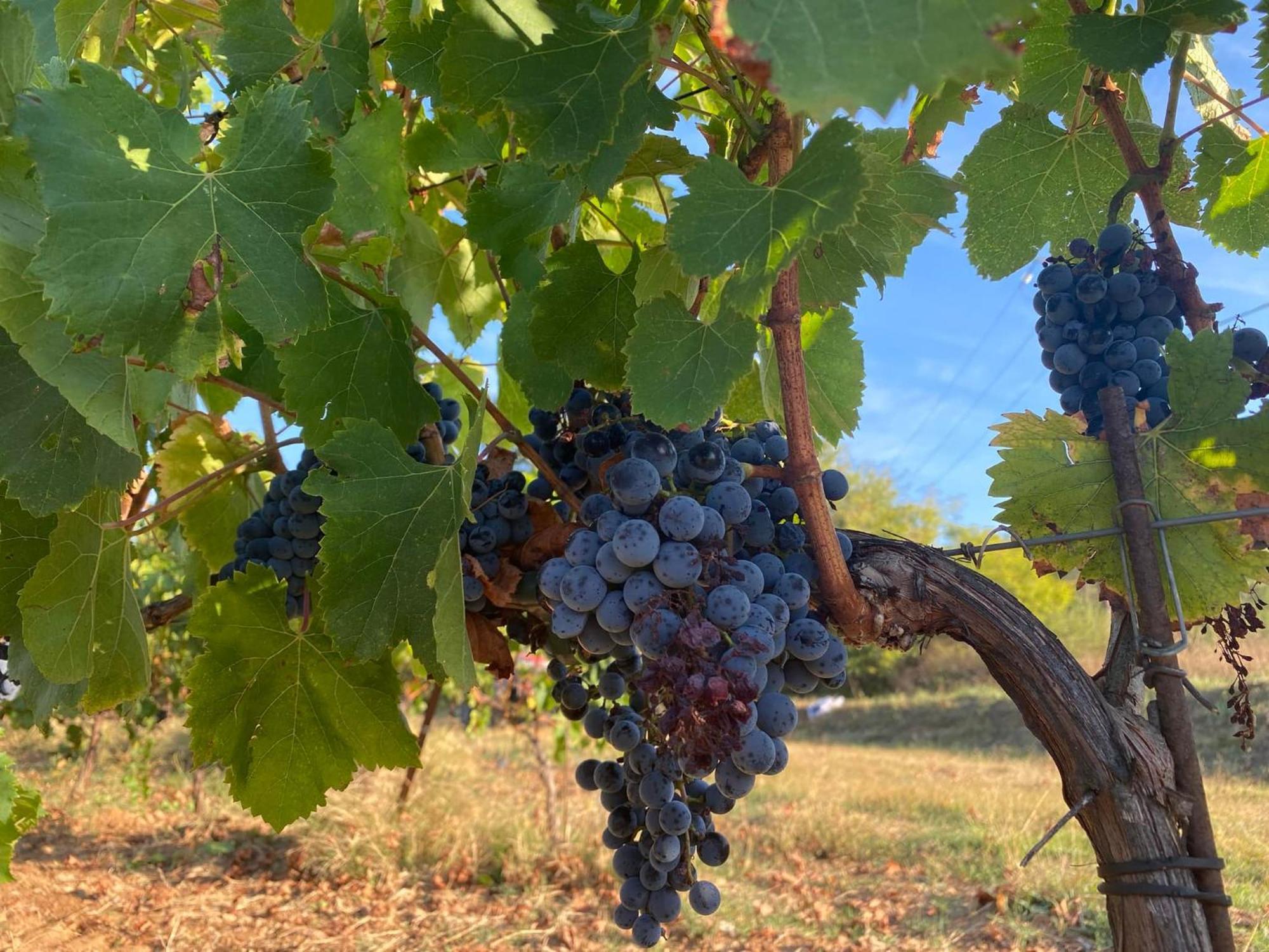 Appartamento Bastide Saint Supin Tourves Esterno foto